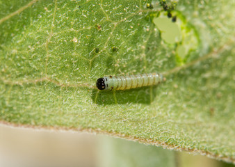 Obraz premium Bardzo mała gąsienica Monarch w pierwszym stadium rozwojowym wkrótce po wykluciu z jaja, odpoczywająca na mleczu po zjedzeniu dziury w liściu
