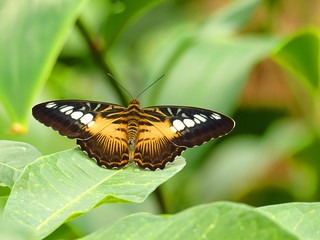 Tropical butterfly