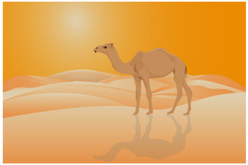 camel in desert vector design