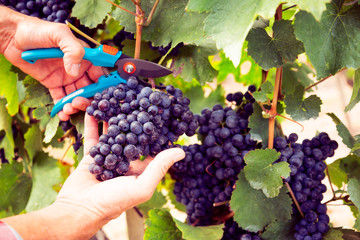 Winemaker Harvesting Grapes