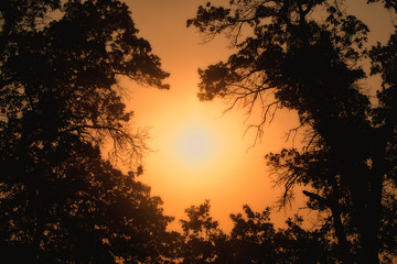 Early morning sun shining through trees in heavy fog, in hues of deep orange