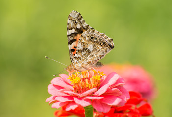 Beautiful Painted Lady butterfly feeding on a Pink Zinnia flower in sunny summer garden