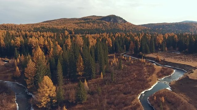 Removed from quadrocopter: mountain river in distance, hills and autumn trees. Wild nature and hard-to-reach places: shot from a bird's eye view. Altai Mountains and a meandering river. Aerial view