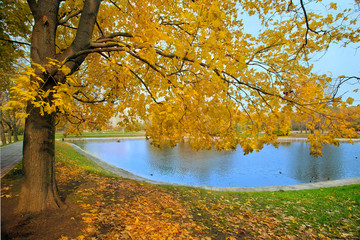 Autumn landscape of city park with golden tree and pond