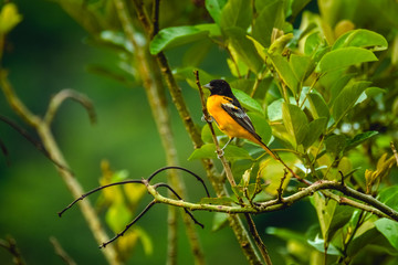 Baltimore Oriole, Icterus galbula on the branch
