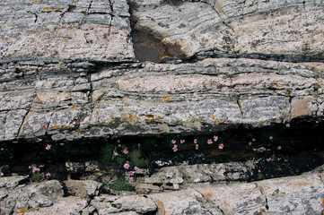 Nature texture from Norway