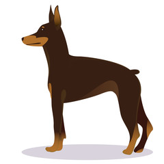 Doberman Pinscher dog brown