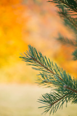 pine tree close up