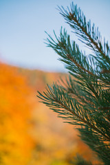pine tree close up