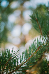 pine tree close up