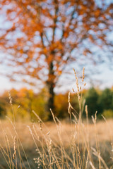 autumn grass close up 