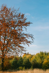 Naklejka premium autumn tree 