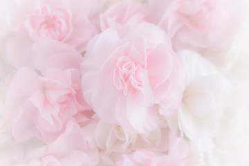 Obraz premium Pink Carnation Flowers Bouquet on light pink background. soft filter.