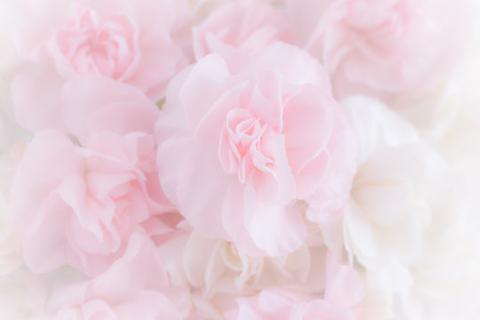 Pink Carnation Flowers Bouquet on light pink background. soft filter.