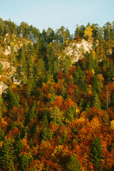 autumn color palette forest 