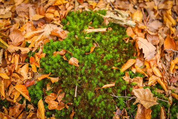 Moss in forest