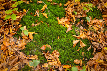 Moss in forest