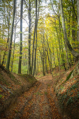 Pathway in autumn forest