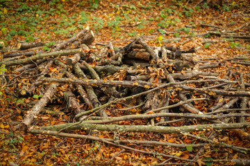 Pile of branches
