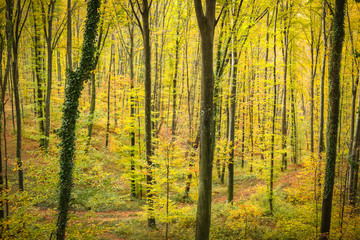 Beech forest in autumn