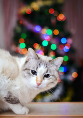 Christmas picture with the white cat and colorful lights