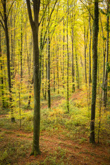 Beech forest in autumn