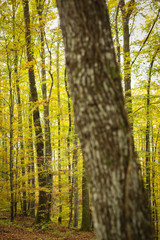 Beech forest in autumn