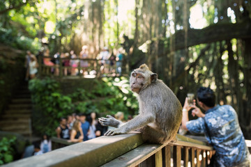 Fototapeta na wymiar Monkey Forest - Ubud - Bali 