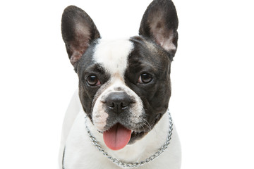 french bulldog dog isolated on white background