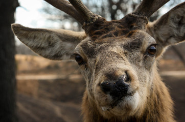 Animal Closeup