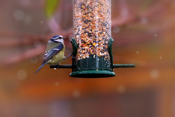 vogelfütterung im garten