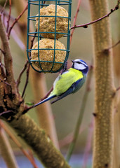 vogelf&uuml;tterung im garten