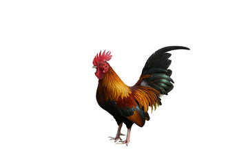  Thai Rooster / Chciken / White Background /  isolated with Clipping path