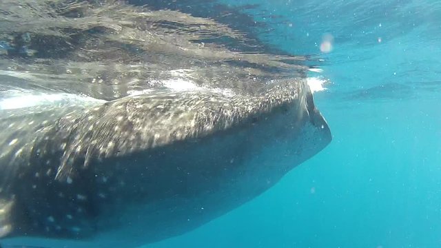 Whale Shark Close up swimming by, Mexico