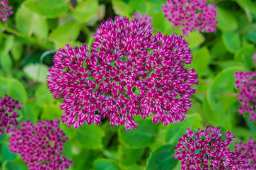 Pink autumn perennial flowers in a rustic garden.
