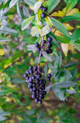 Black forest inedible berries in late autumn on a bush in the forest.