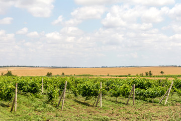 Fototapeta na wymiar Green Vineyard and blue sky in Ukraine. the vineyards are small grapes in the field with blue sky, white clouds. Selective Focus