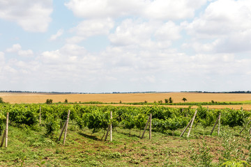 Green Vineyard and blue sky in Ukraine. the vineyards are small grapes in the field with blue sky, white clouds. Selective Focus