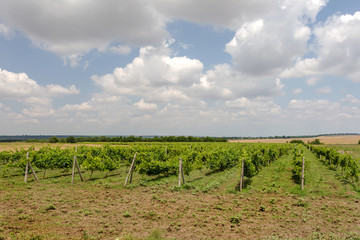 Fototapeta na wymiar Green Vineyard and blue sky in Ukraine. the vineyards are small grapes in the field with blue sky, white clouds. Selective Focus