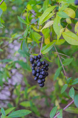 Black forest inedible berries in late autumn on a bush in the forest.