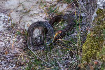Yellow-bellied snake basking in the sun in a stone crack. The biggest snake in Europe. Up to 2.5 meters. Very aggressive snake. Selective focus. Movement Attack