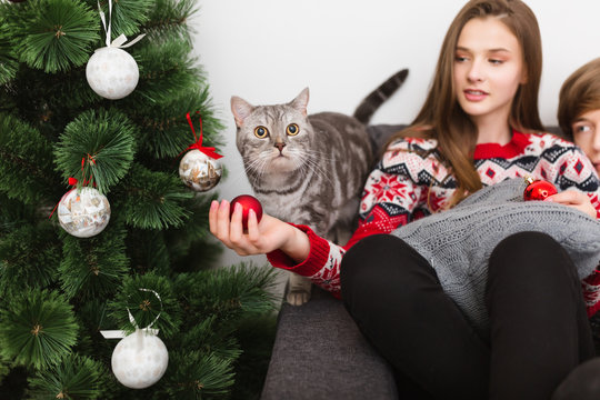 Close up photo of beautiful cat standing near Christmas tree and pretty girl sitting near on sofa at home