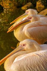 Tree Rosy Pelicans at the park lake in Autumn