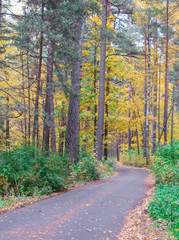Obraz premium Jesienne liście. ścieżka w mieście usiana opadłymi wielobarwnymi liśćmi