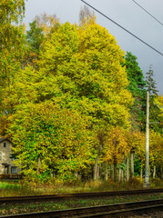 Obraz premium Beautiful, yellowed trees near the railway,in Latvia.