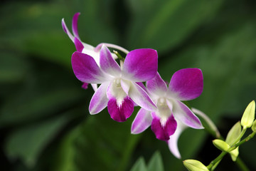 Orchideen-Hybride Dendrobium Sonia