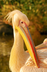 Rosy Pelican at the park lake in Autumn