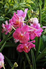 Orchideen-Hybride Papilionanda Chua Chu Kang