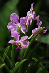 Orchideen-Hybride Papilionanda David Cameron