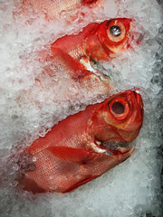 Alfonsino Fish on ice!